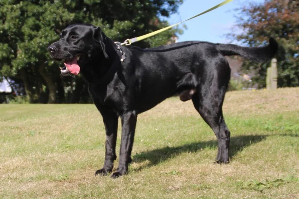 Blue, male 3yo Labrador Retriever for adoption at Brysons Animal Refuge