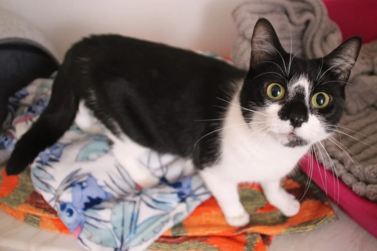 Bobby, male 4yo Mixed Breed Cat for adoption at Brysons Animal Refuge