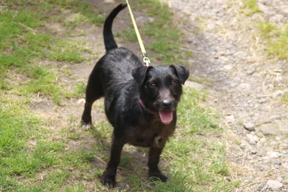 Bonnie, female 5yo Patterdale Terrier for adoption at Brysons Animal Refuge