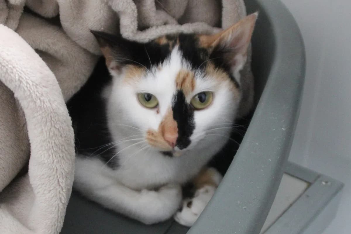 Callie, female young Mixed Breed Cat for adoption at Brysons Animal Refuge