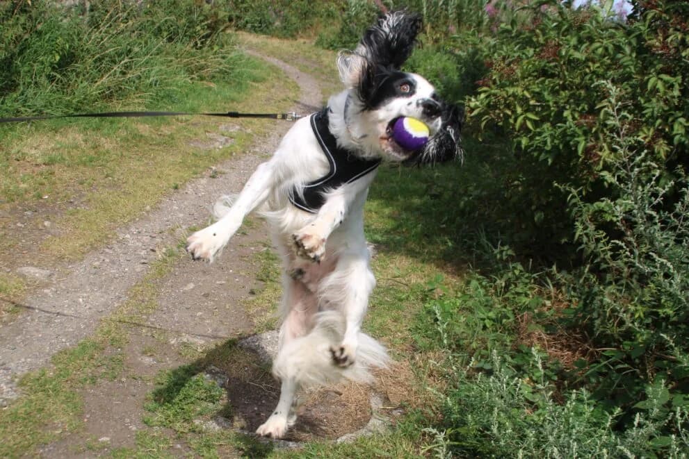 Casper, male 4yo mixed breed for adoption at Brysons Animal Refuge