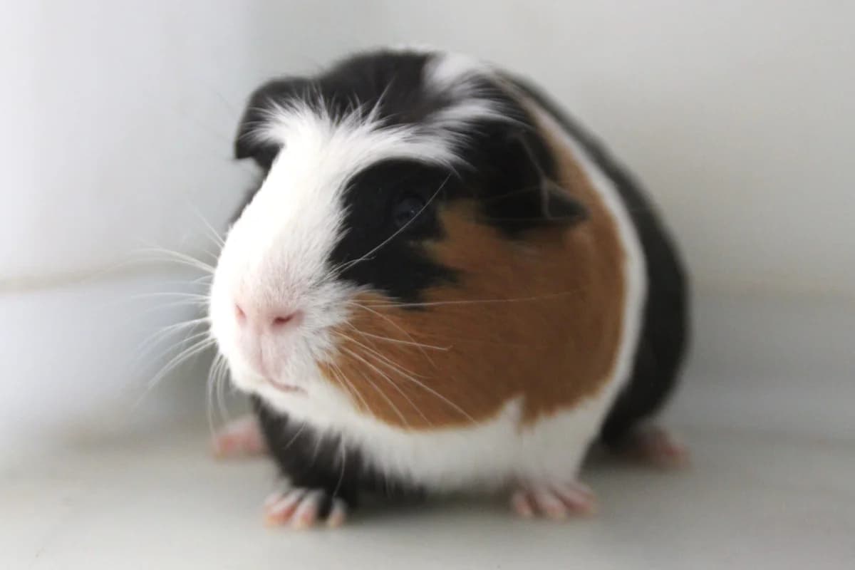 Chestnut, male puppy Guinea Pig for adoption at Brysons Animal Refuge