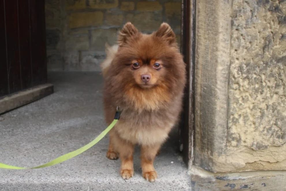 Chocolate, male 4yo Pomeranian for adoption at Brysons Animal Refuge