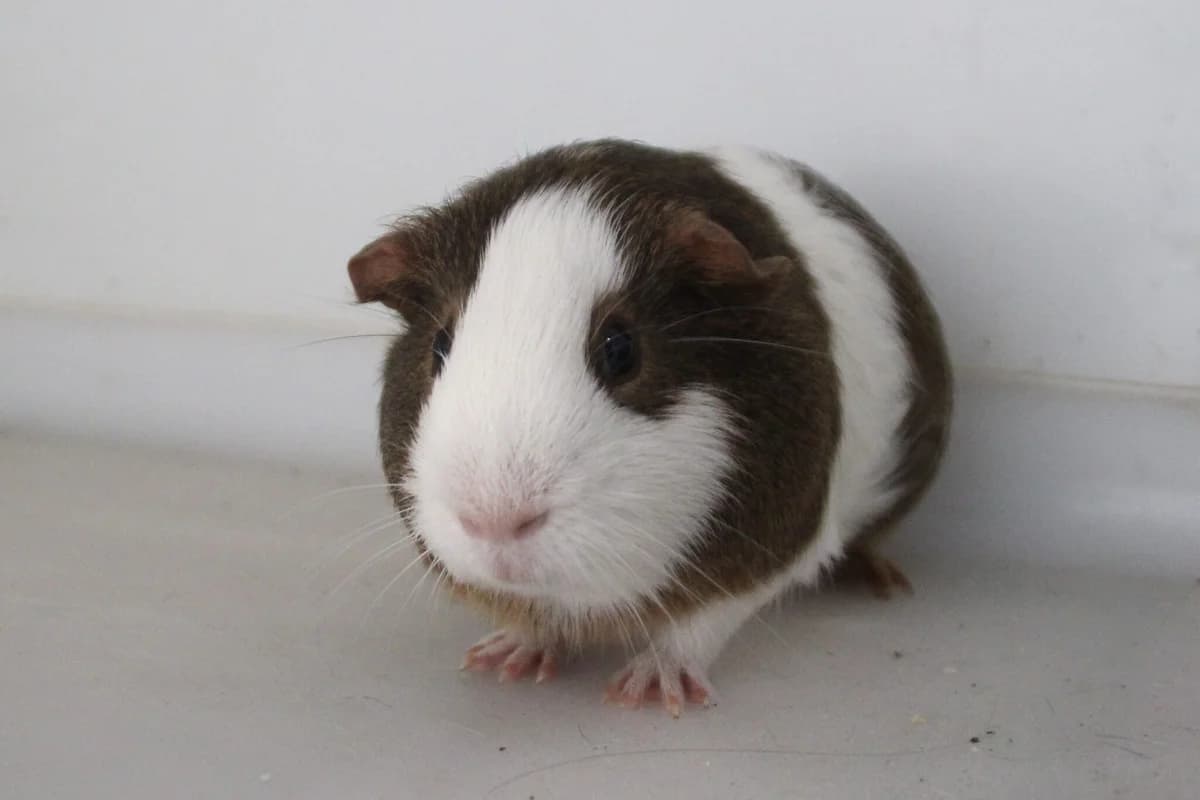Cinnamon, male puppy Guinea Pig for adoption at Brysons Animal Refuge