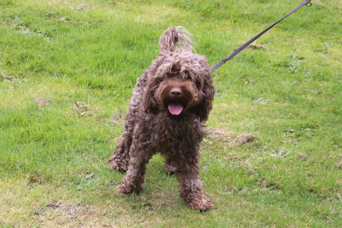 Coco, female Cockapoo for adoption at Brysons Animal Refuge