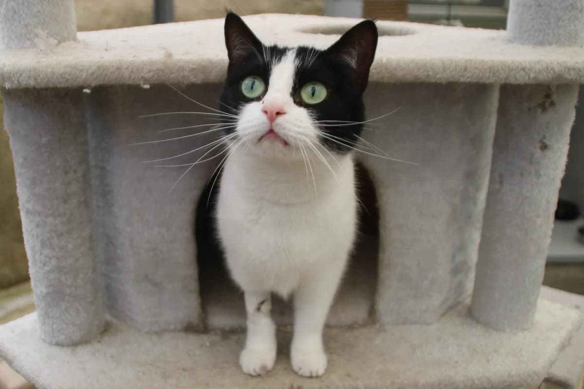 Daisy, female young Mixed Breed Cat for adoption at Brysons Animal Refuge