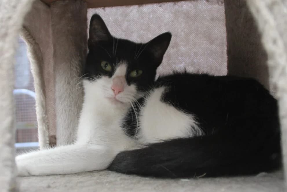 Daisy, female puppy Mixed Breed Cat for adoption at Brysons Animal Refuge