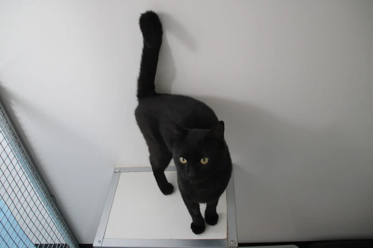 Dave, male young Mixed Breed Cat for adoption at Brysons Animal Refuge