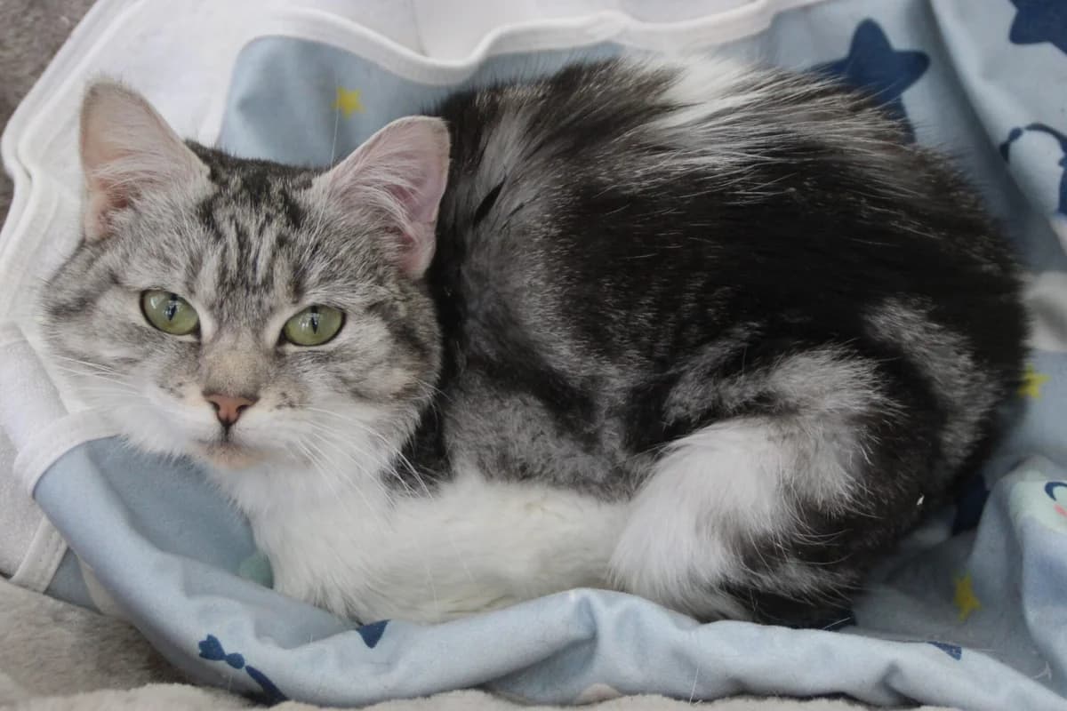 Dior, female young Mixed Breed Cat for adoption at Brysons Animal Refuge