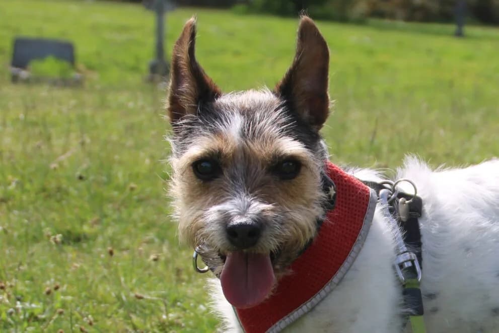 Dolly, female senior Jack Russell Terrier for adoption at Brysons Animal Refuge
