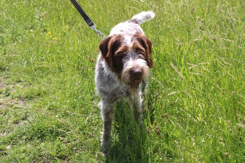 Dougie, male puppy Pointer for adoption at Brysons Animal Refuge