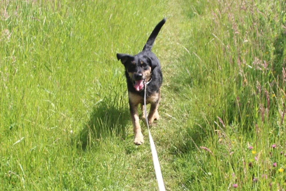 Eddie, male 3yo Mixed Breed for adoption at Brysons Animal Refuge