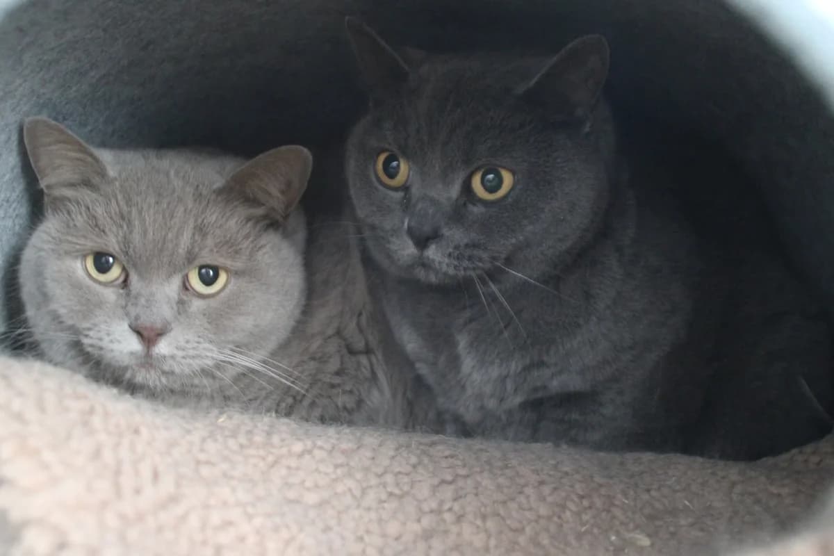 Elsa & Amber, female British Shorthair for adoption at Brysons Animal Refuge