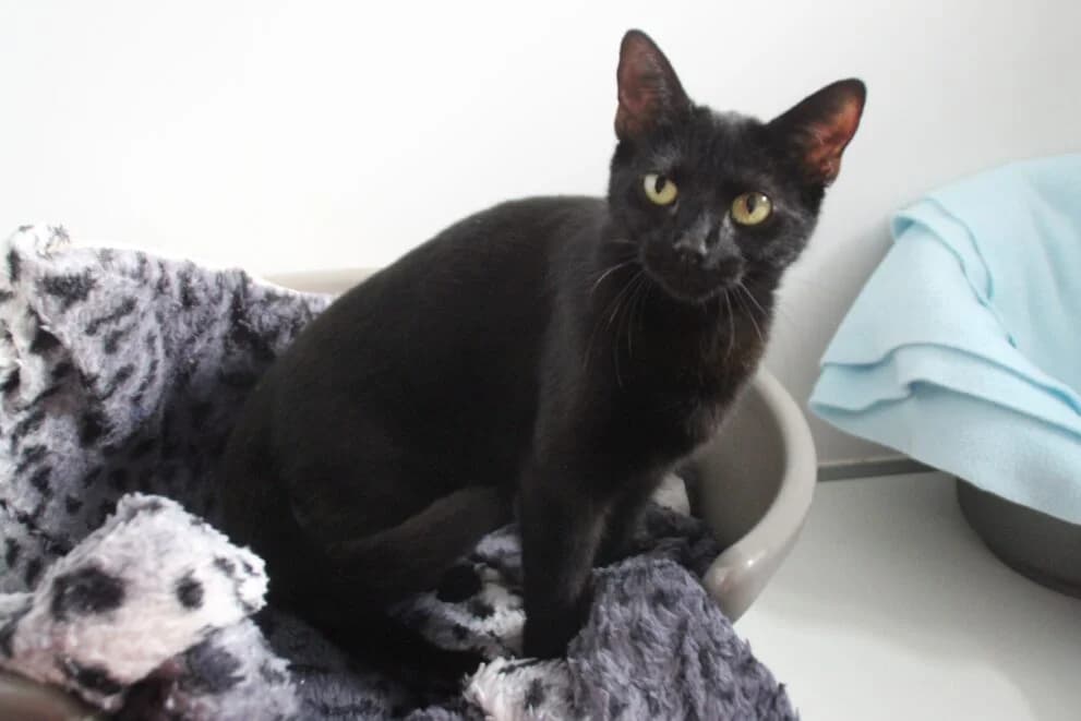 Elvira, female Mixed Breed Cat for adoption at Brysons Animal Refuge