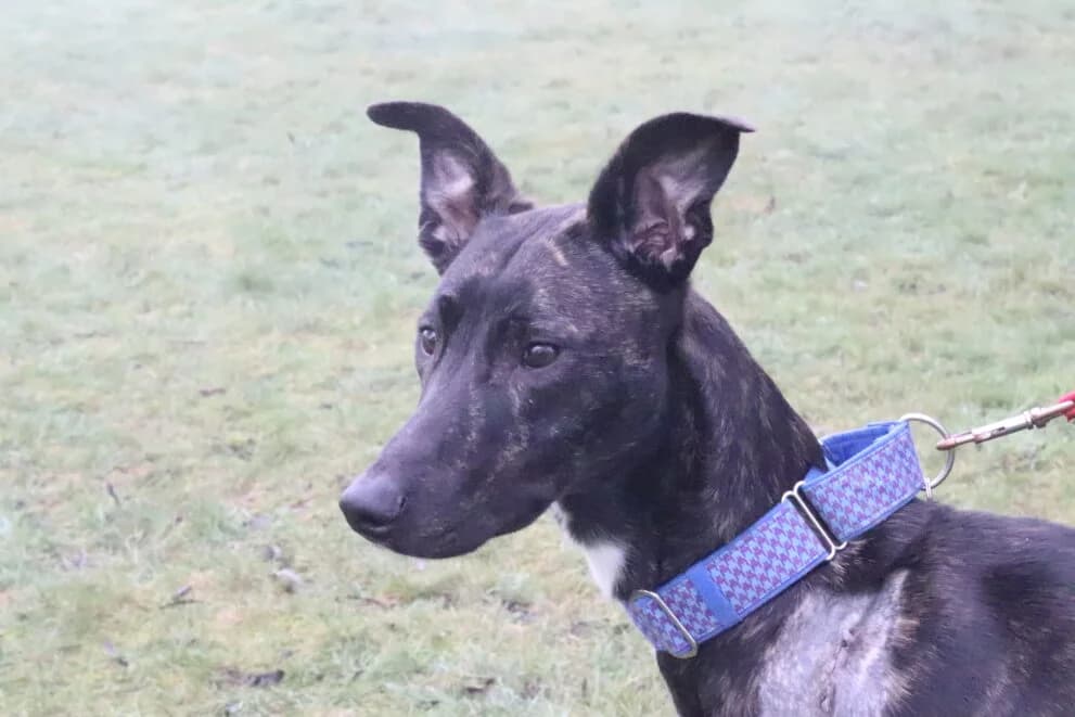 Enzo, male young Lurcher for adoption at Brysons Animal Refuge