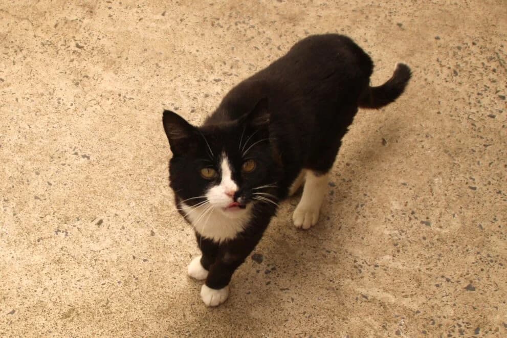Fluffy, male 7yo Mixed Breed Cat for adoption at Brysons Animal Refuge