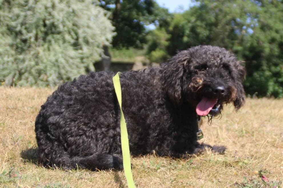 Freddie, male young Poodle for adoption at Brysons Animal Refuge