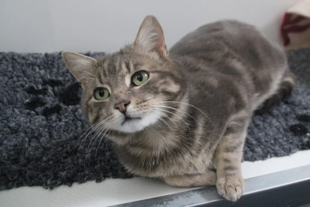 Graham, male puppy Mixed Breed Cat for adoption at Brysons Animal Refuge