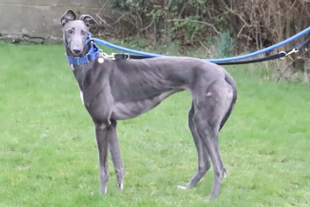 Hallie, female 4yo Greyhound for adoption at Brysons Animal Refuge