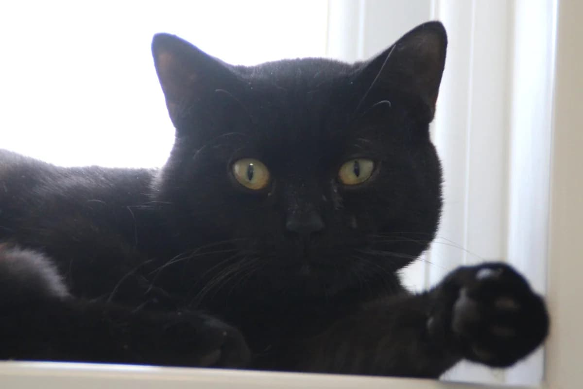 Hugo, male young Mixed Breed Cat for adoption at Brysons Animal Refuge