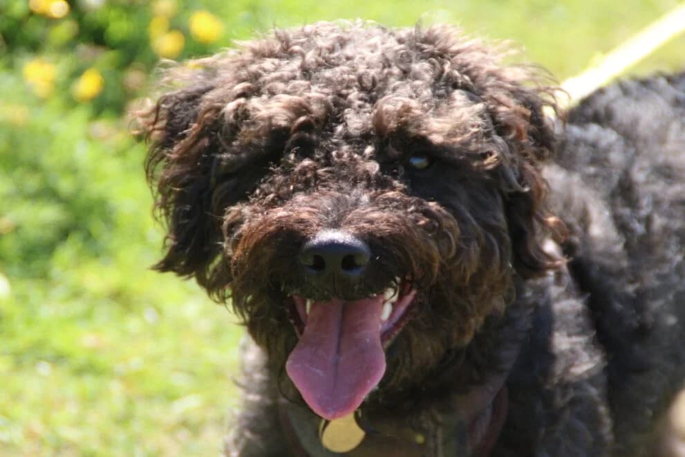 Hunter, male young Poodle for adoption at Brysons Animal Refuge