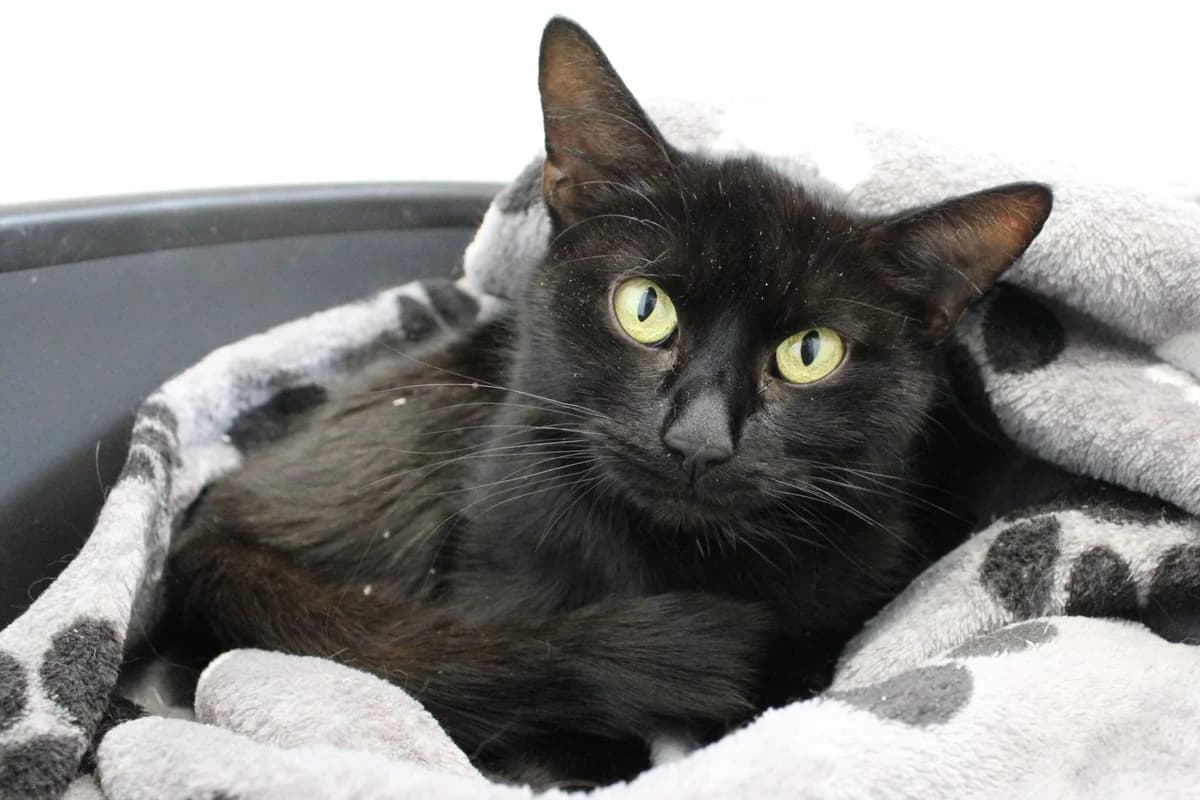 Jessie, female 5yo Mixed Breed Cat for adoption at Brysons Animal Refuge