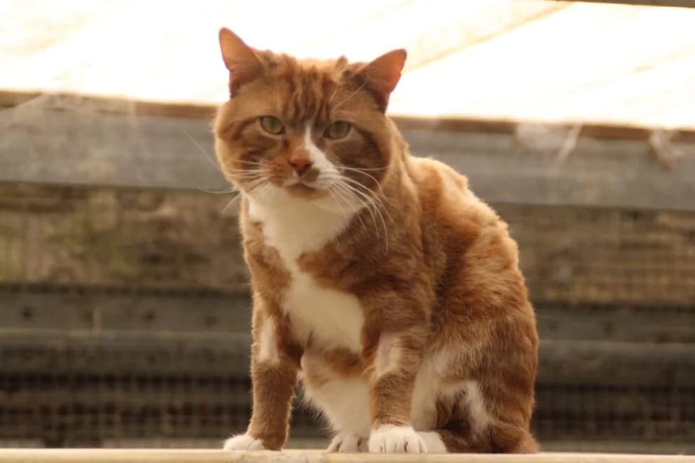 Jonesy, male young Mixed Breed Cat for adoption at Brysons Animal Refuge
