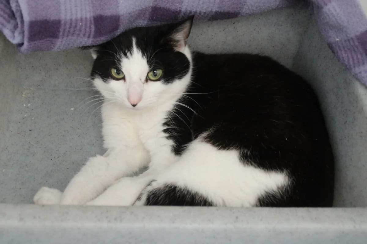 JP, male young Mixed Breed Cat for adoption at Brysons Animal Refuge