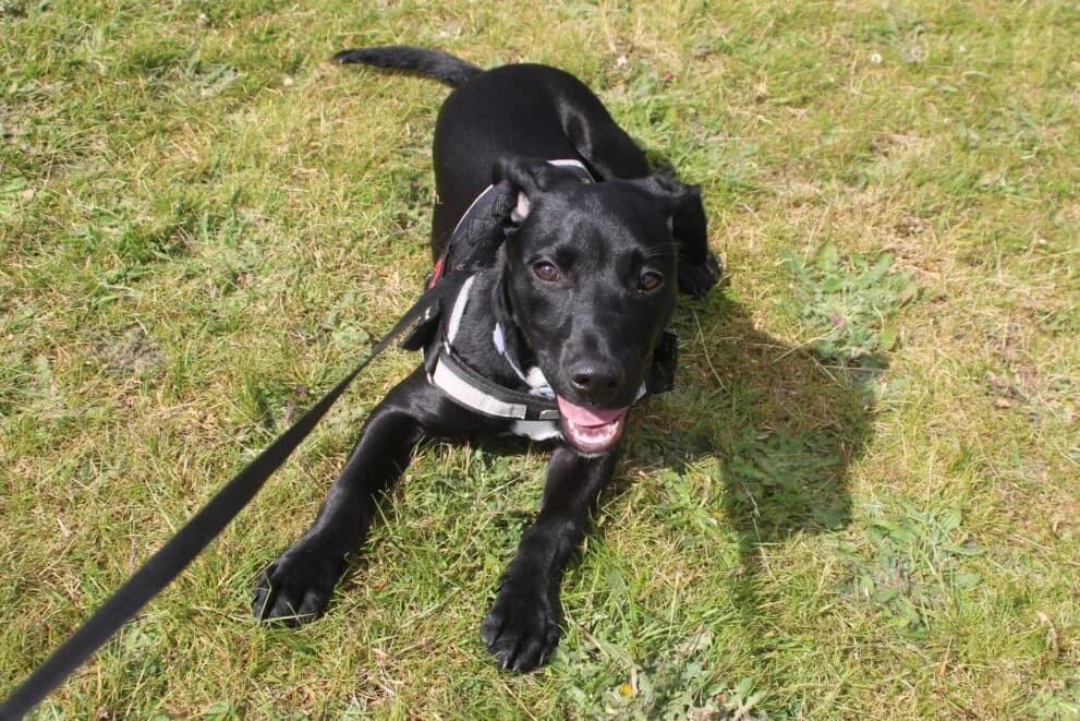 Kane, male puppy Mixed Breed for adoption at Brysons Animal Refuge
