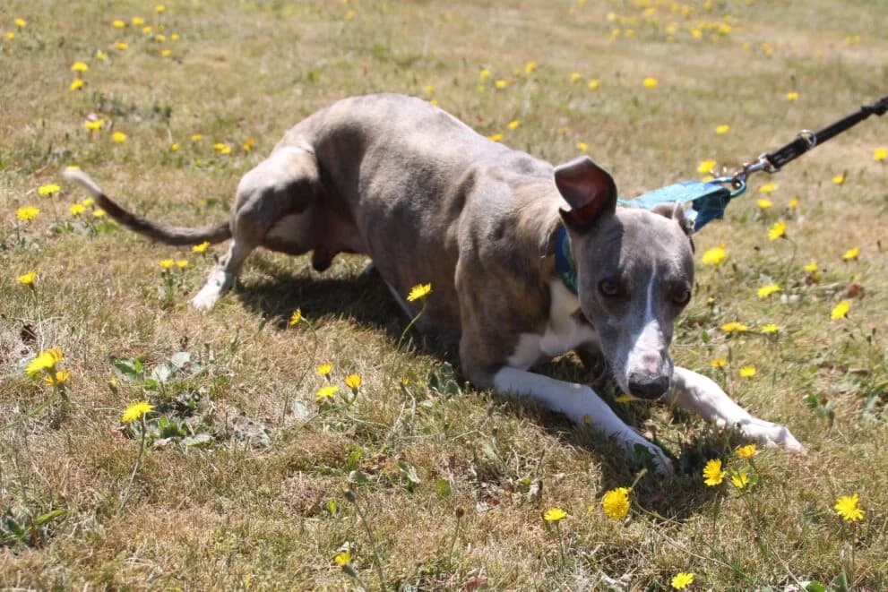 Kingsley, male 3yo Whippet for adoption at Brysons Animal Refuge