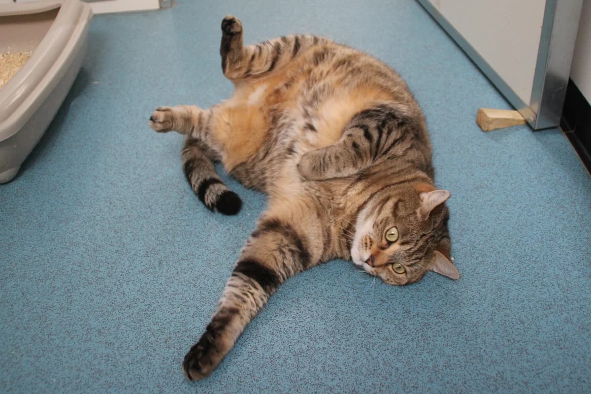 Kitty, female 6yo Mixed Breed Cat for adoption at Brysons Animal Refuge