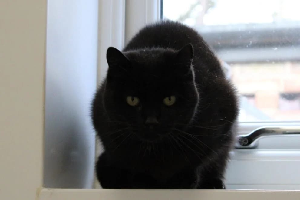 Leia, female senior Mixed Breed Cat for adoption at Brysons Animal Refuge