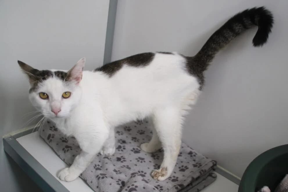 Leon, male young Mixed Breed Cat for adoption at Brysons Animal Refuge