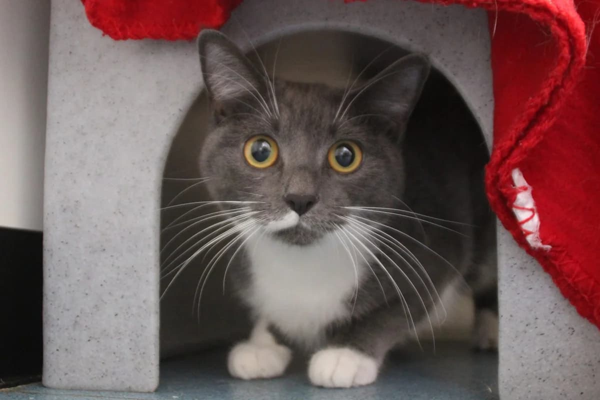 Libby, female young Mixed Breed Cat for adoption at Brysons Animal Refuge