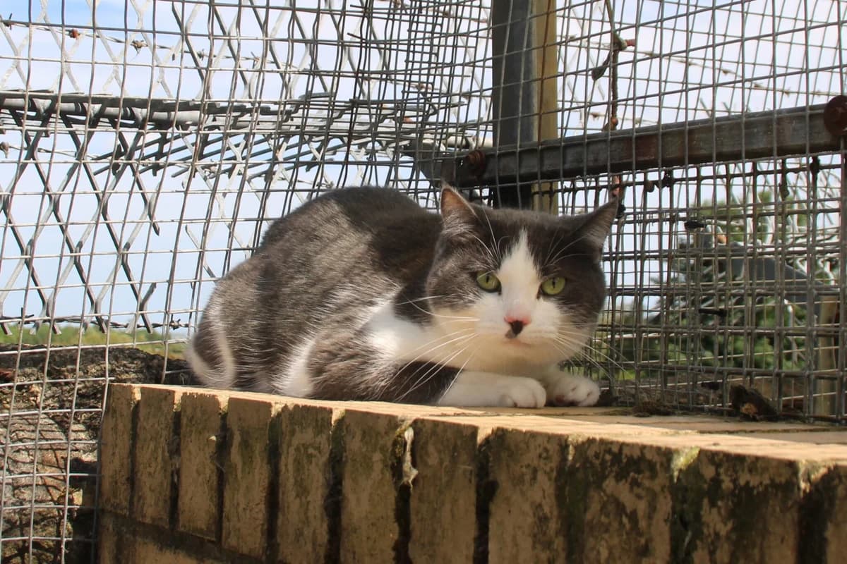 Lola, female young Mixed Breed Cat for adoption at Brysons Animal Refuge