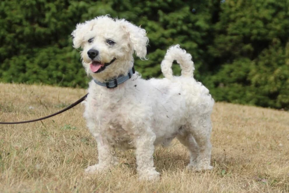 Max, male senior Bichon Frisé for adoption at Brysons Animal Refuge
