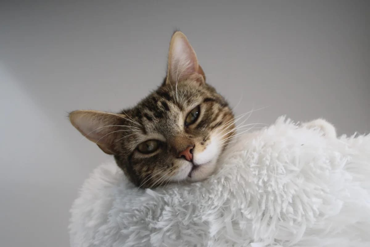 Millie, female young Mixed Breed Cat for adoption at Brysons Animal Refuge