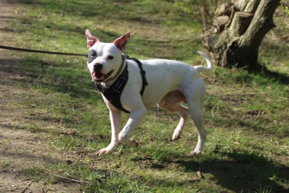 Milo, male 6yo Staffordshire Bull Terrier for adoption at Brysons Animal Refuge