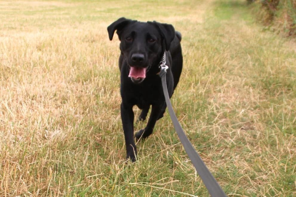 Mindy, female 3yo Labrador Retriever for adoption at Brysons Animal Refuge