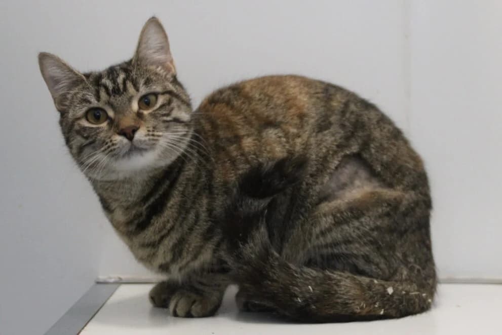 Minnie, Mixed Breed Cat (Brysons Animal Refuge)