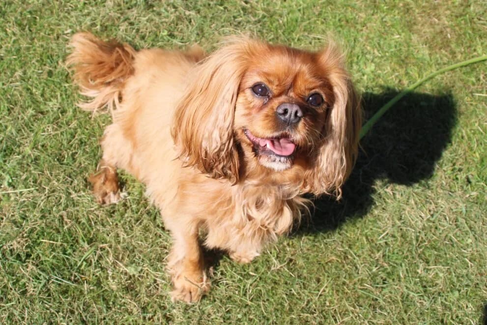 Mollie, male 5yo Cavalier King Charles Spaniel for adoption at Brysons Animal Refuge