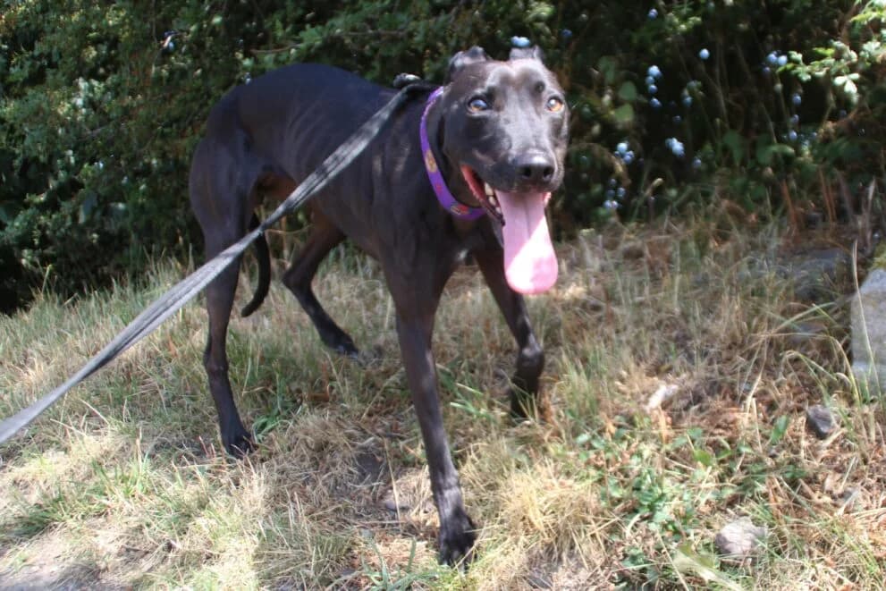 Molly, female 4yo Lurcher for adoption at Brysons Animal Refuge