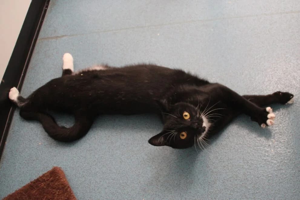 Mork, male young Mixed Breed Cat for adoption at Brysons Animal Refuge