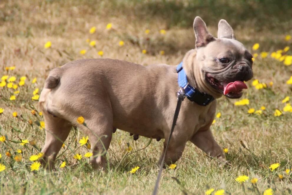 Nala, female 6yo English Bulldog for adoption at Brysons Animal Refuge