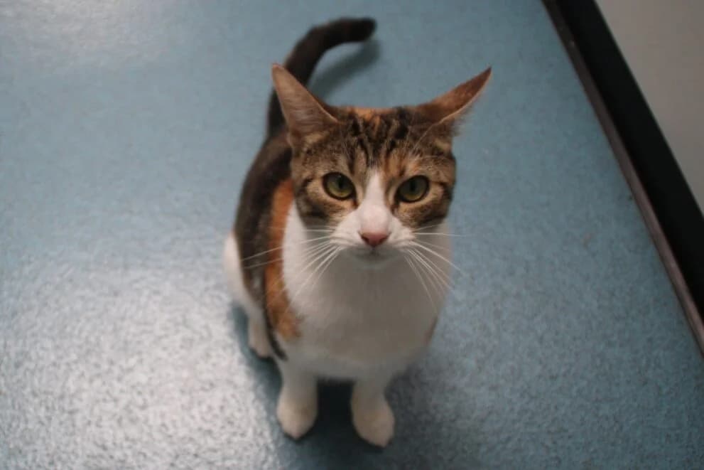 Nancy, female Mixed Breed Cat for adoption at Brysons Animal Refuge