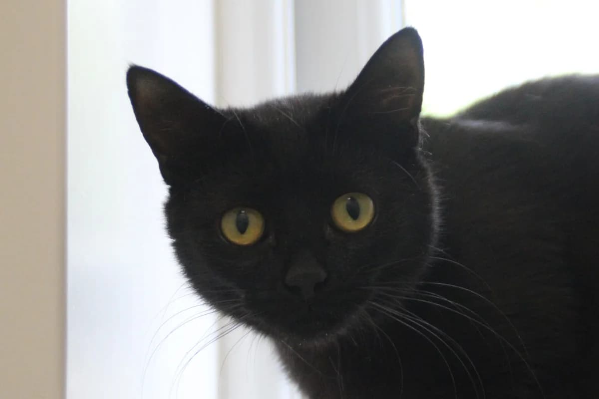 Nova, female young Mixed Breed Cat for adoption at Brysons Animal Refuge