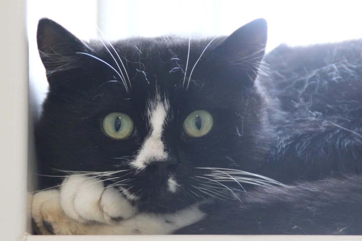 Oreo, Mixed Breed Cat (Brysons Animal Refuge)