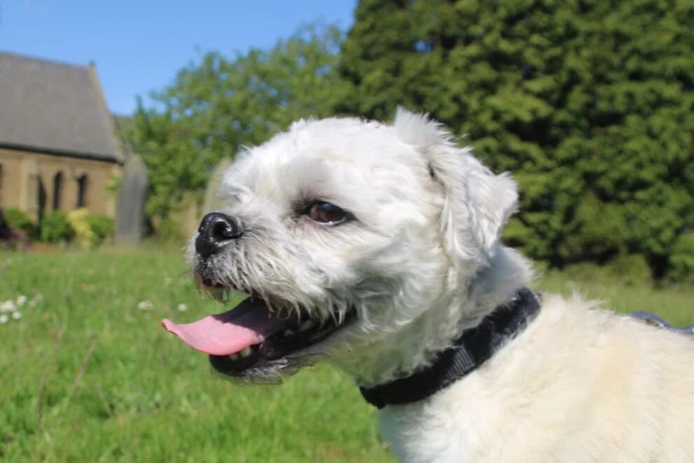 Ozzie, male 5yo Bichon Frisé for adoption at Brysons Animal Refuge