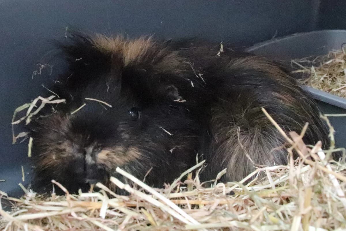 Paprika, male young Guinea Pig for adoption at Brysons Animal Refuge