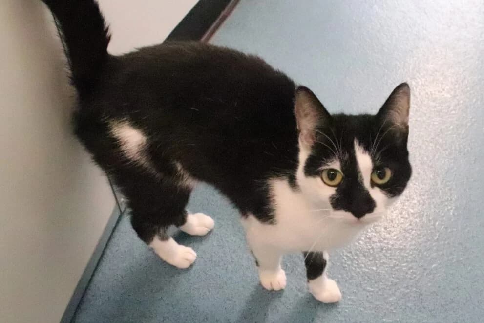 Peeka, female 3yo Mixed Breed Cat for adoption at Brysons Animal Refuge
